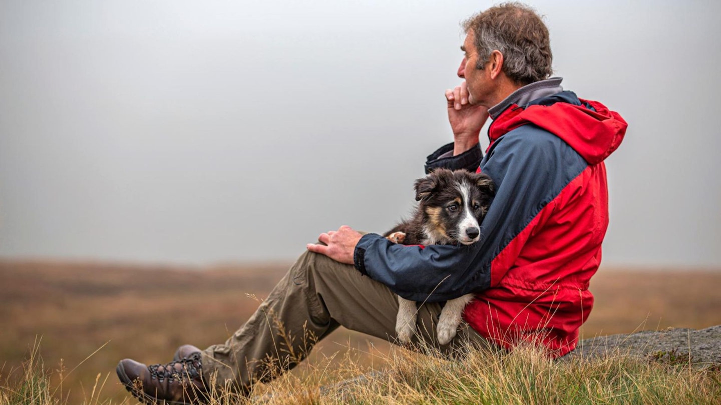 very cute collie pup shelters on a man's lap