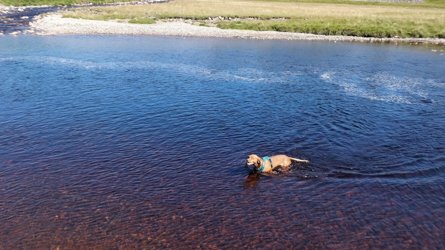 dog in a river, innit