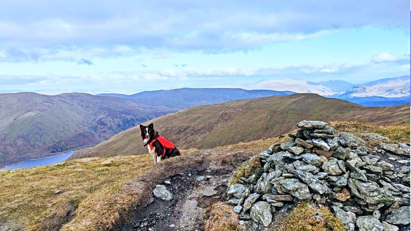 koda the collie at a viewpoint