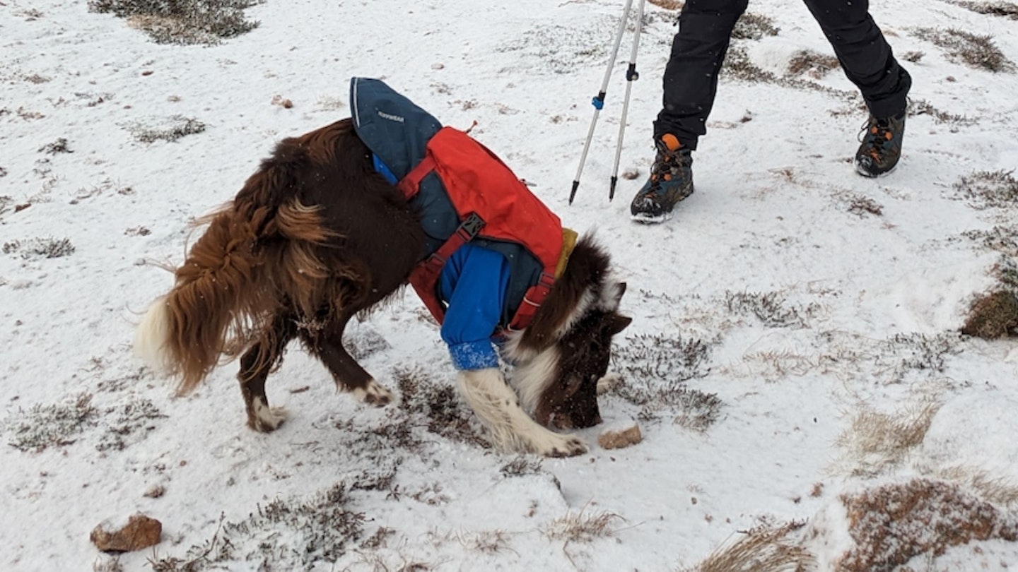 collie in the snow sniffing